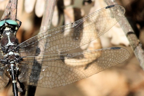 Southern Tigertail (Eusynthemis guttata)